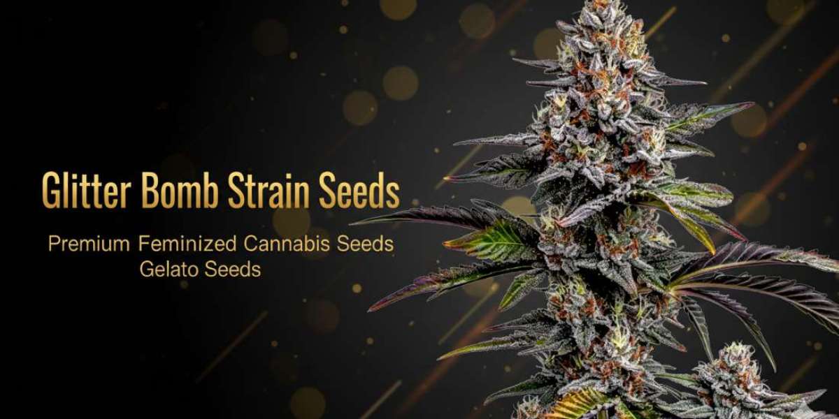 Glitter Bomb Strain Seeds | Premium Feminized Cannabis Seeds | Gelato Seeds